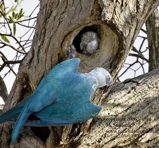 Ara sivomodrá (Cyanopsitta spixii) - Kriticky ohrozený druh
